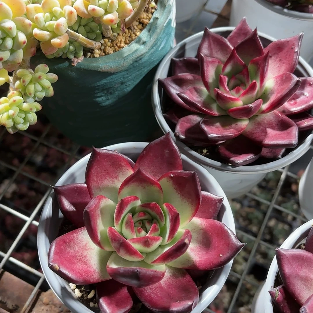 罗卡多肉11㎝盆单头