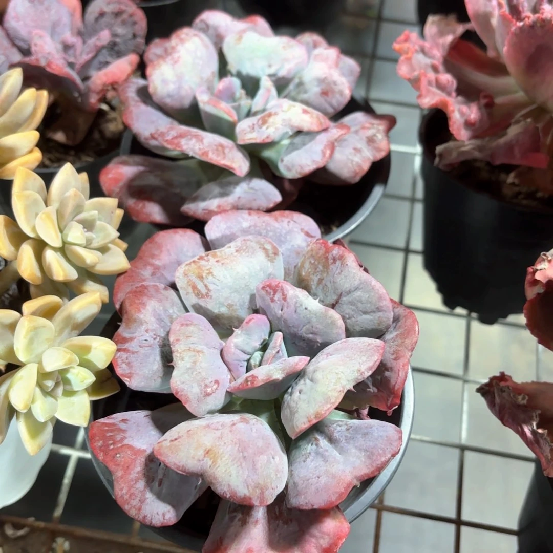 心之悦多肉单头11㎝盆特价