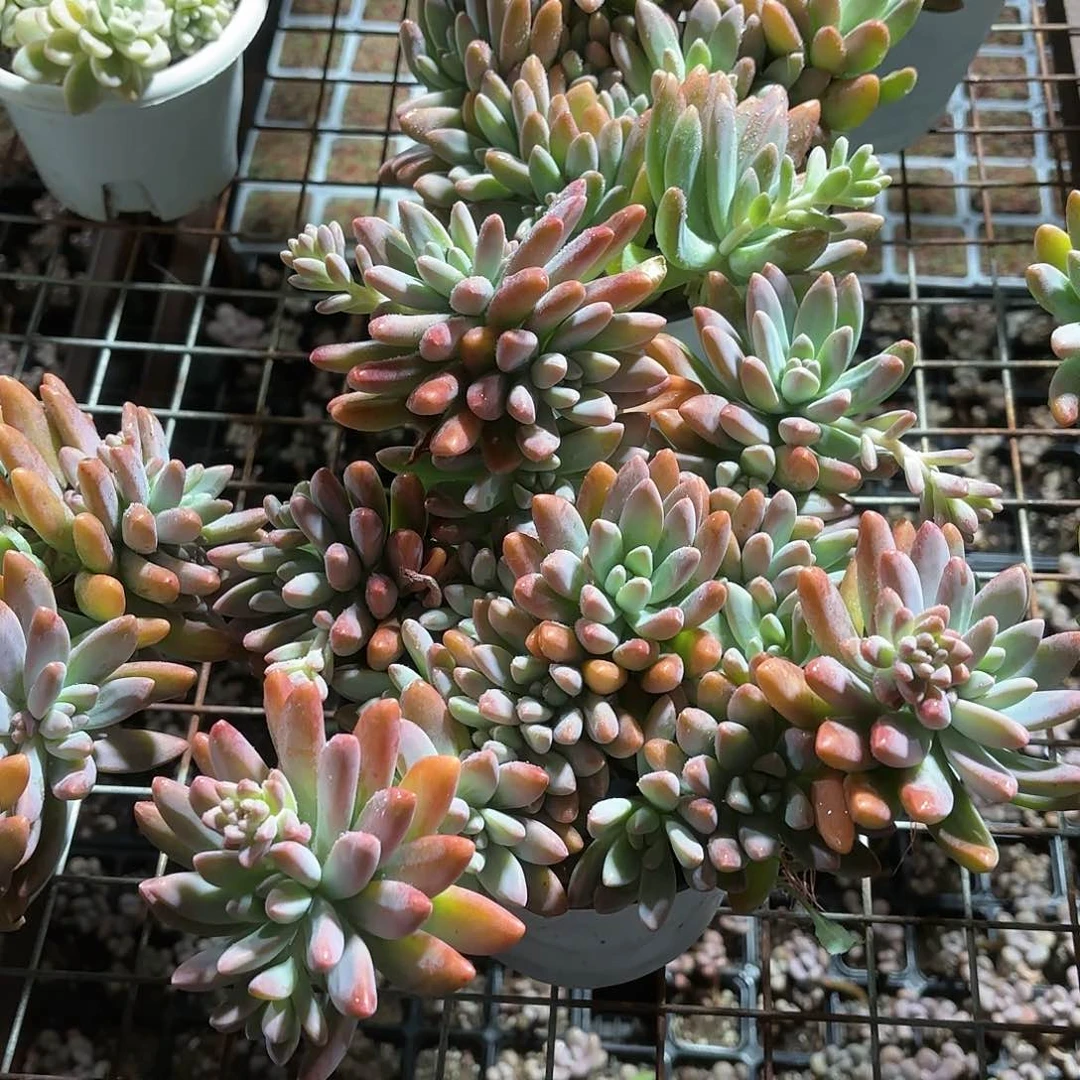 秋丽多肉整群15㎝盆