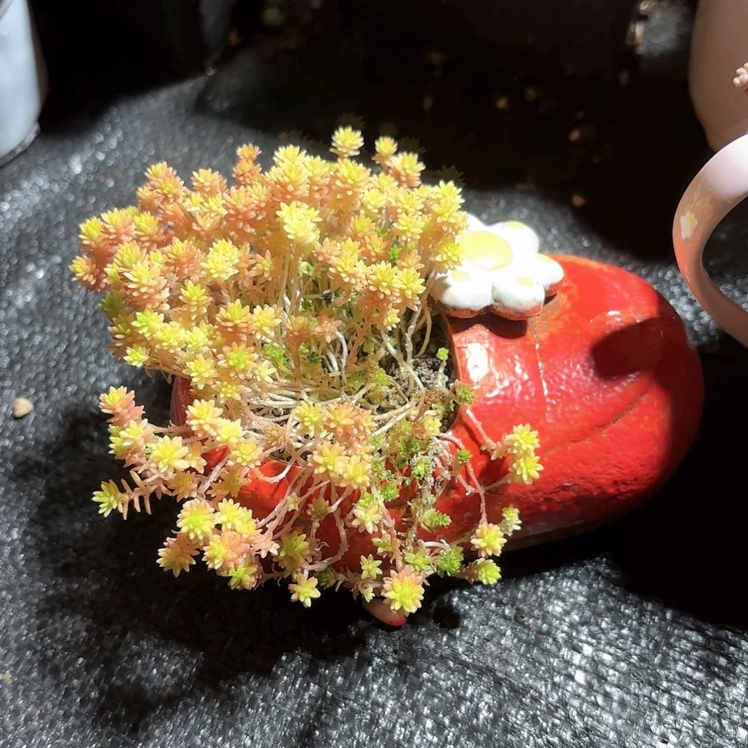 想***狸黄金草鞋子花盆