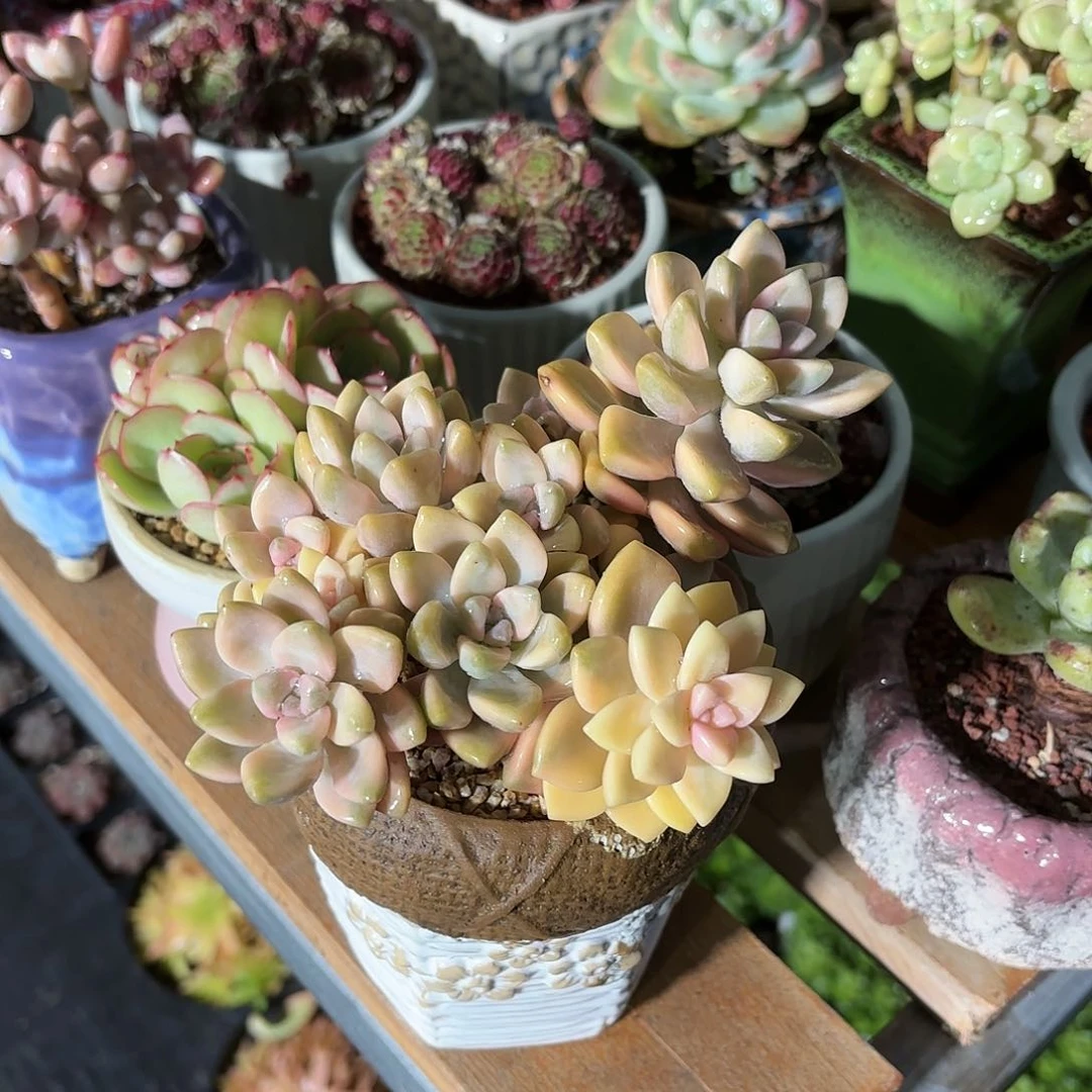 美杏锦多肉白色圆盆