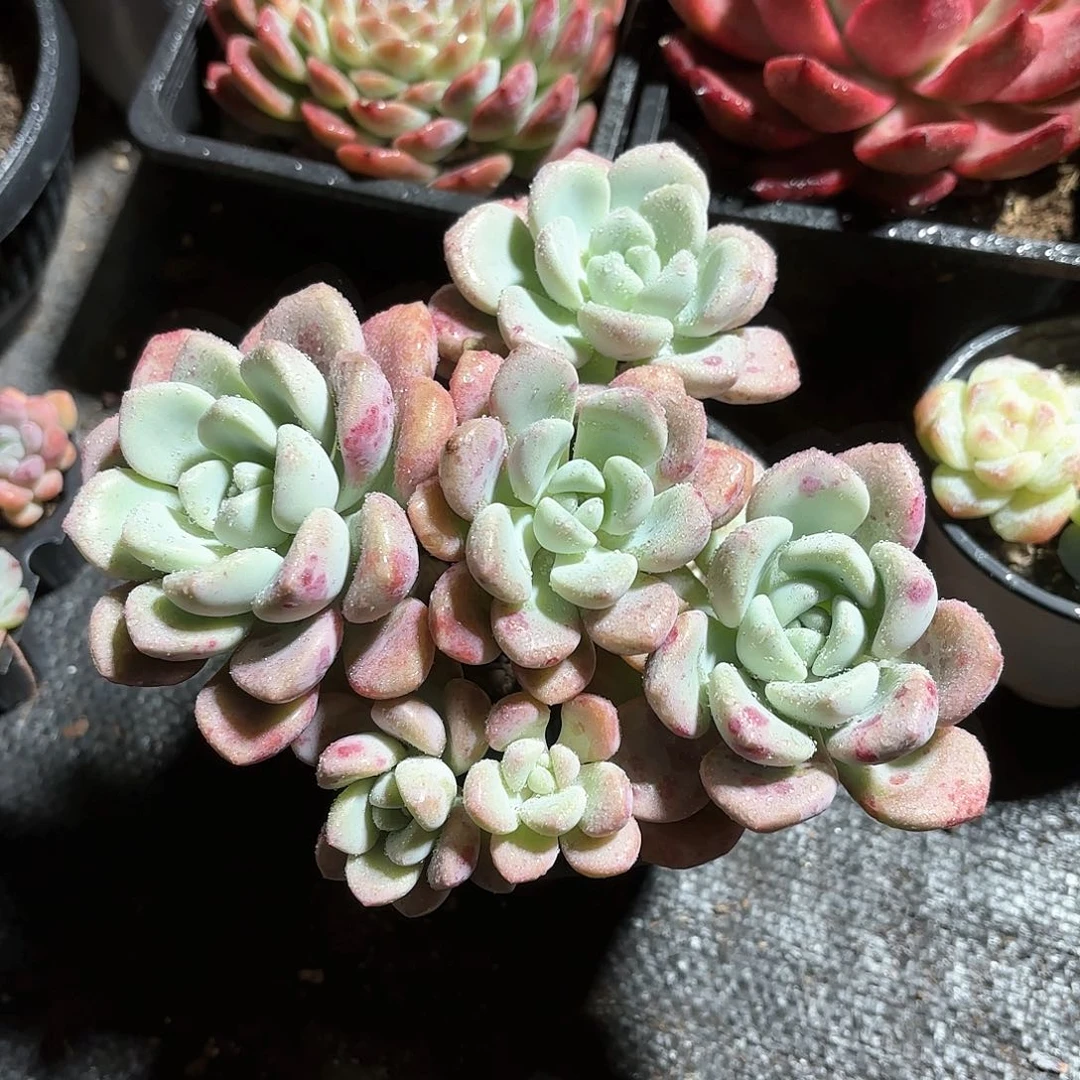 花斑鹿多肉整群11㎝盆