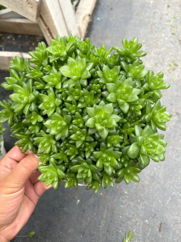 草玉露多肉15㎝满盆发货 只发新疆