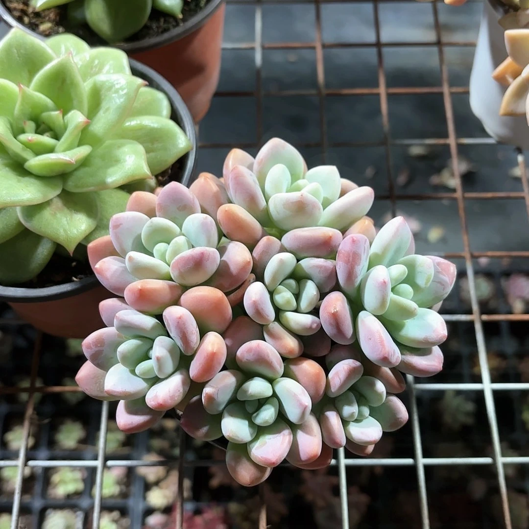 洛神多肉整群11㎝盆