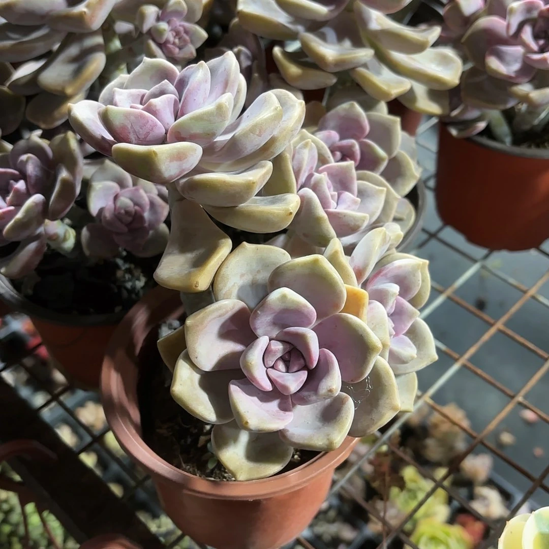 紫乐多肉整群11㎝盆特价