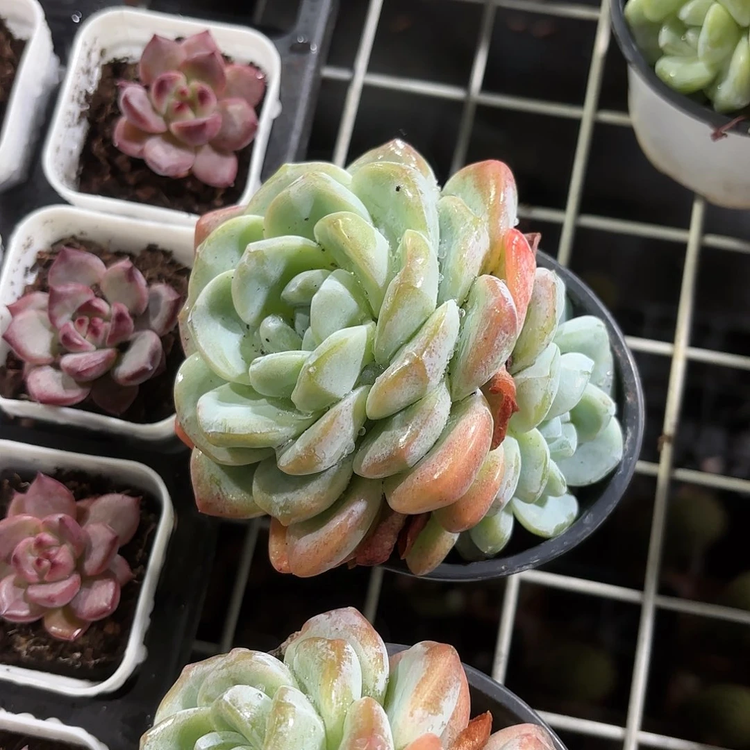 冰玉多肉整群9㎝盆