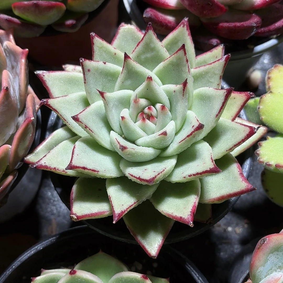 乌木多肉11㎝盆单头