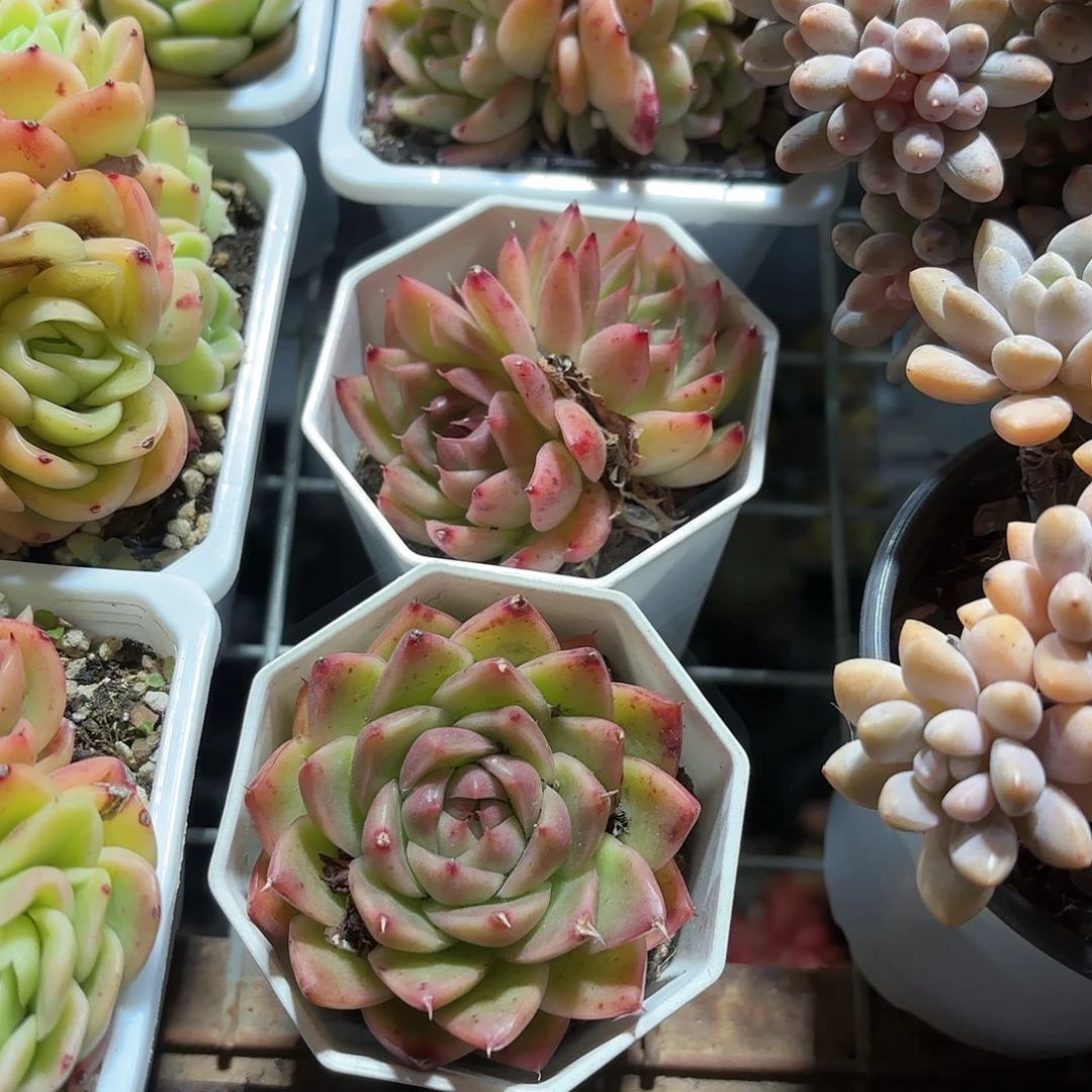 麦秆女王多肉7㎝盆下播福利