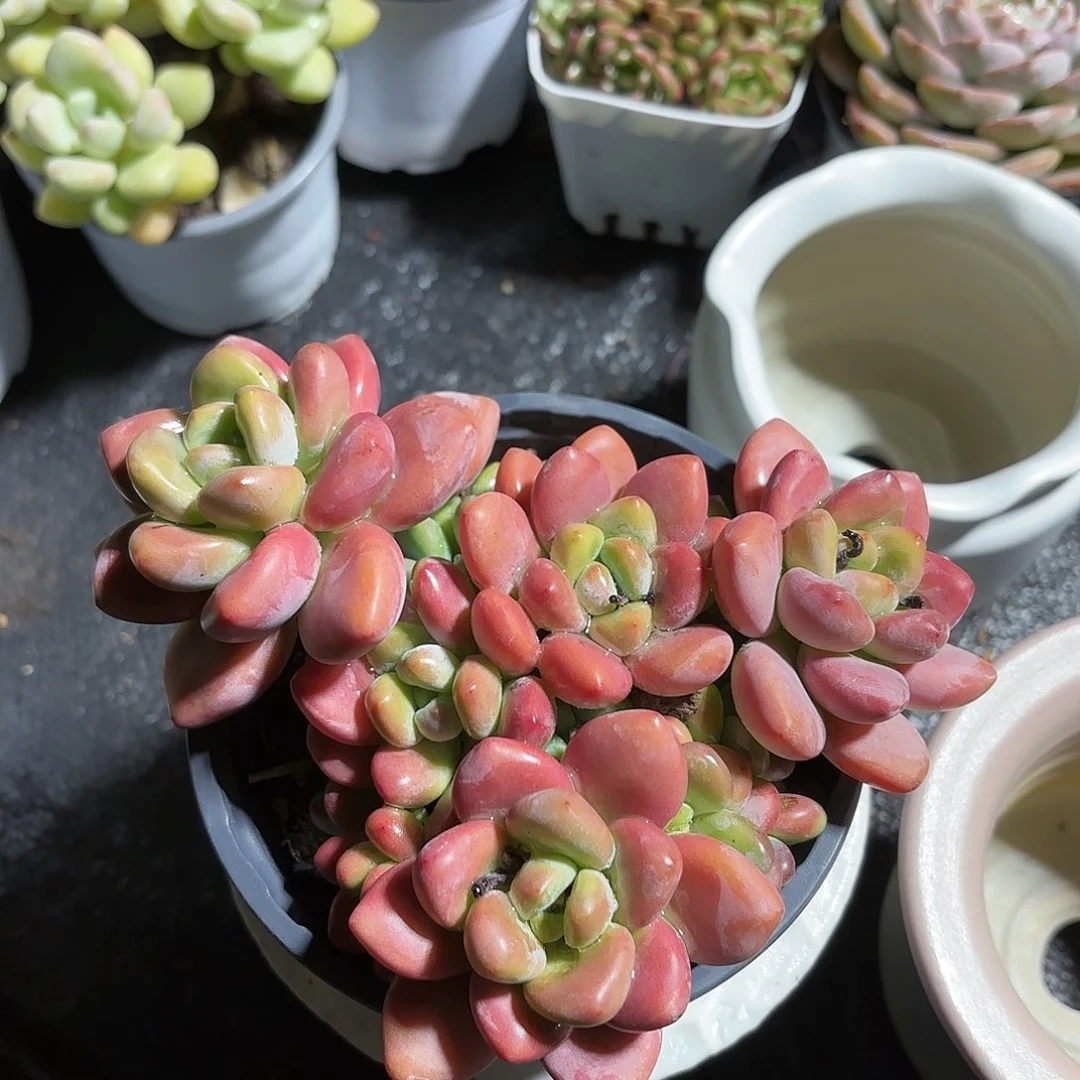 樱花洛神多肉12㎝盆