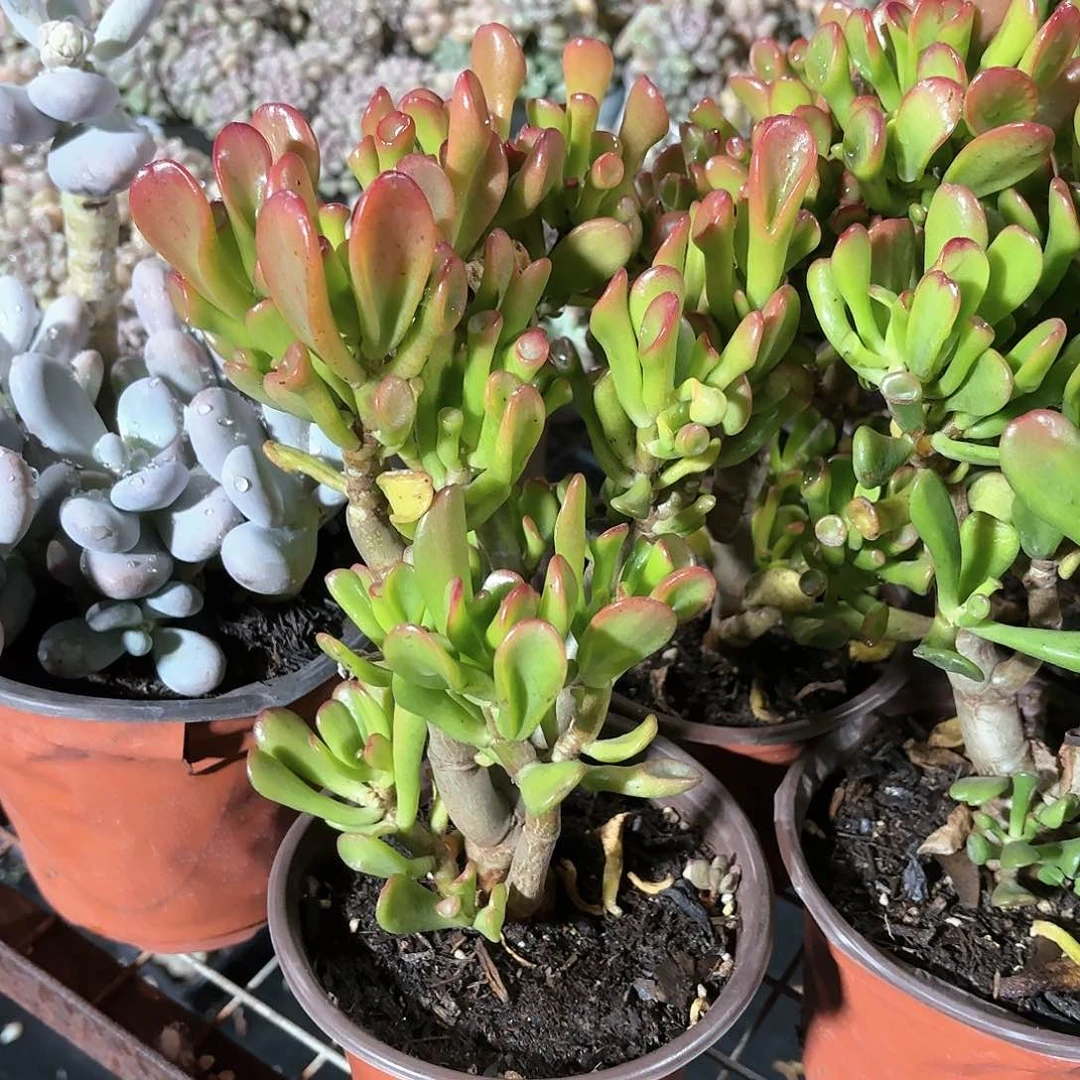 吸财树多肉12㎝盆