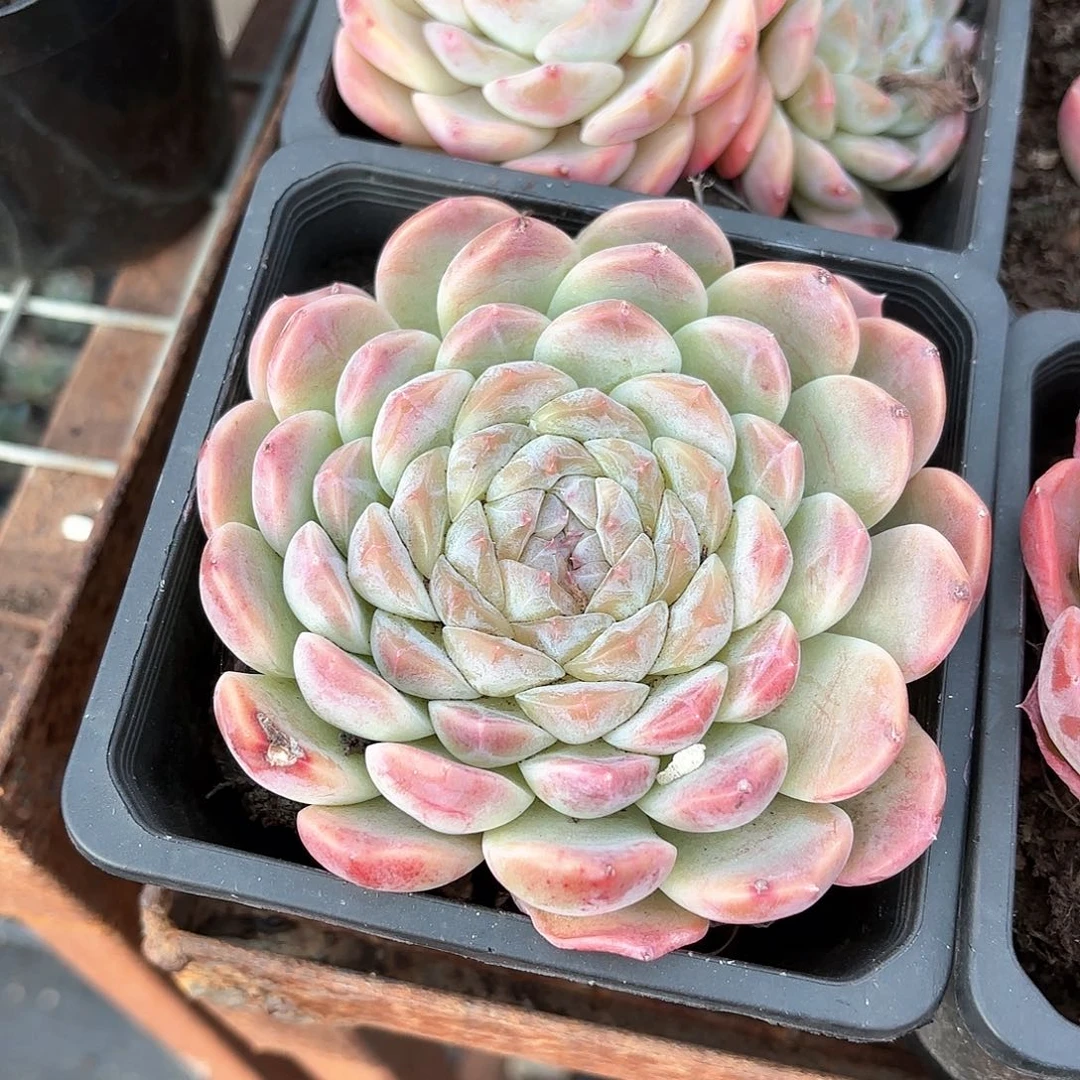 秘境冰魄多肉12㎝盆