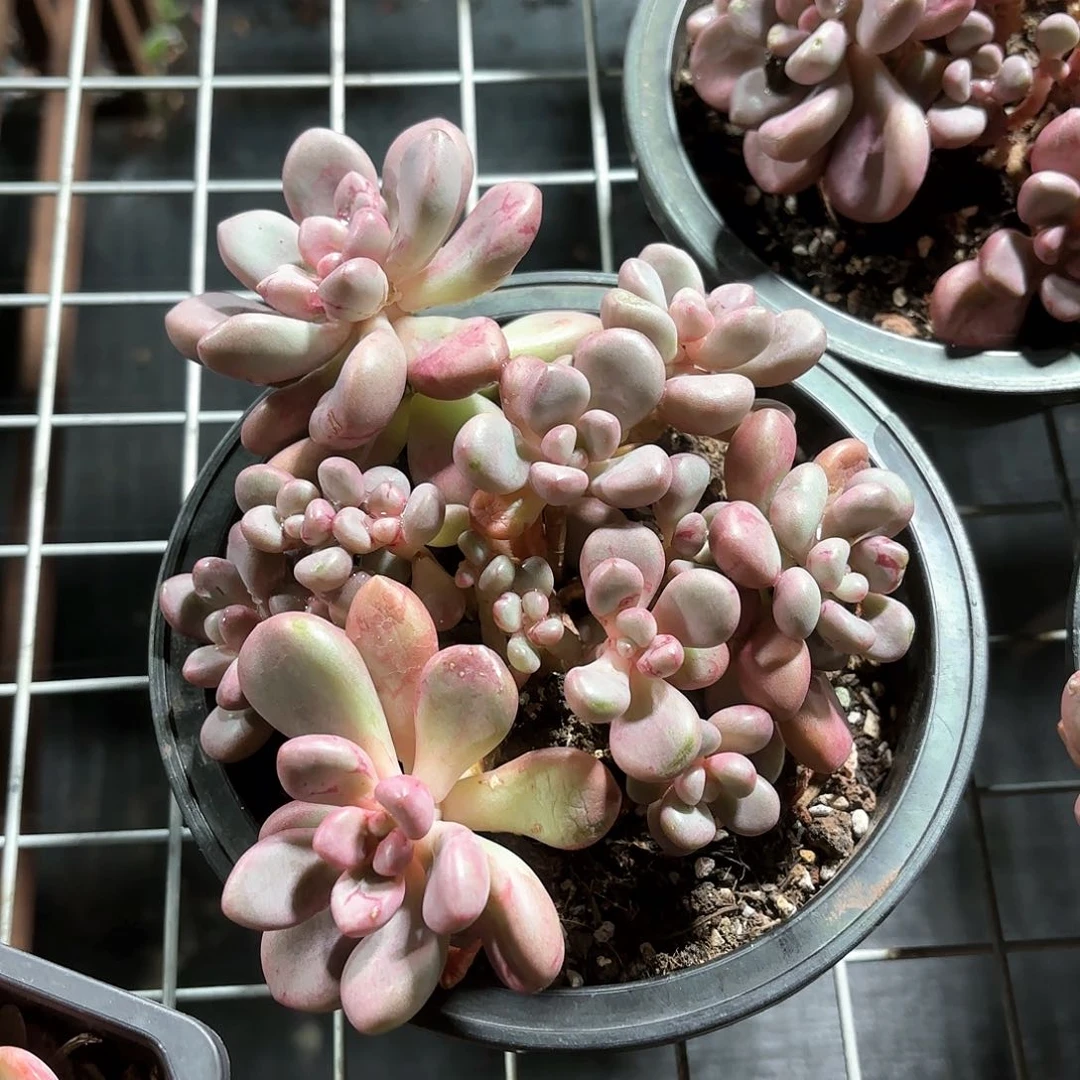 先锋派多肉15㎝盆整群