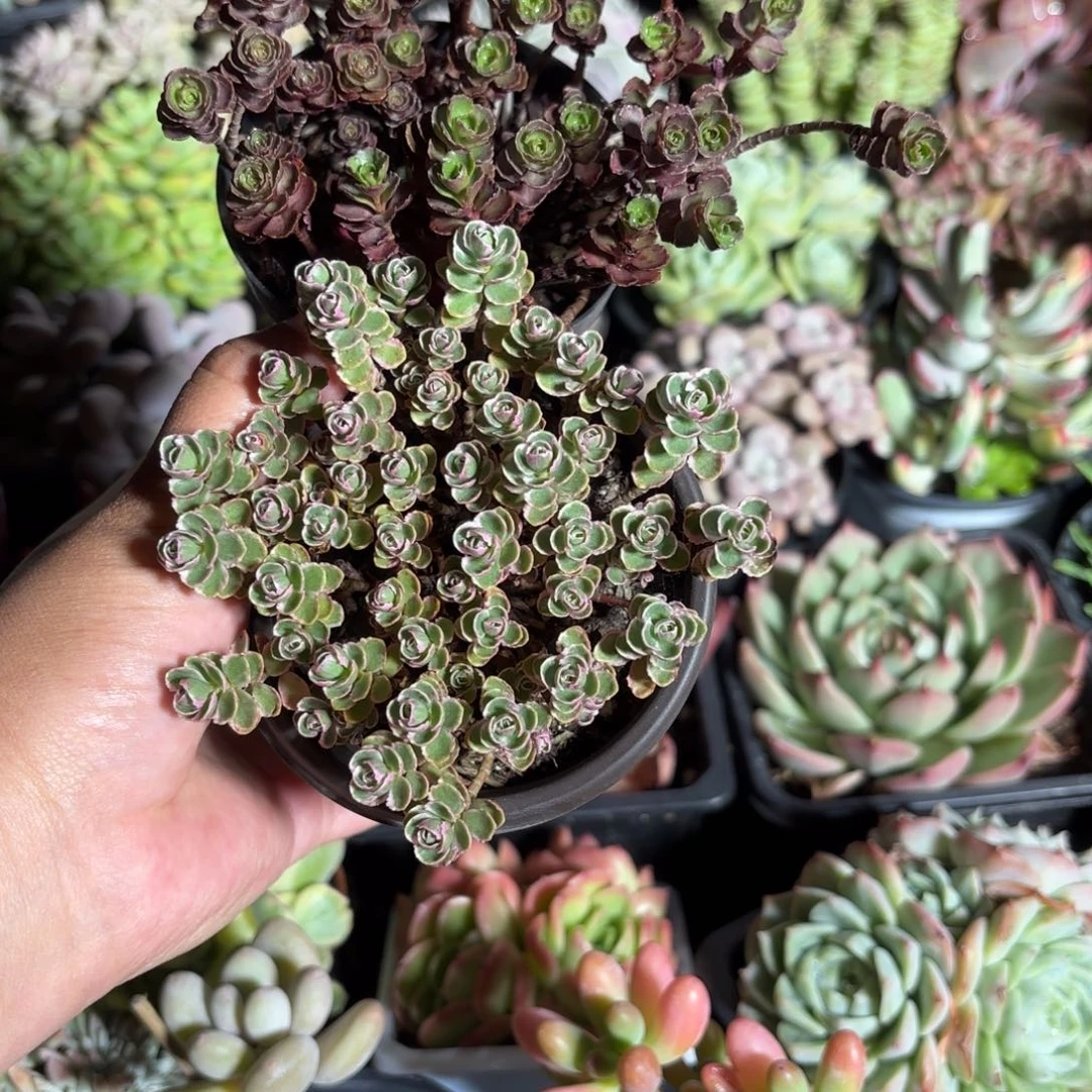 小球玫瑰➕小球玫瑰锦多肉2盆一组特价