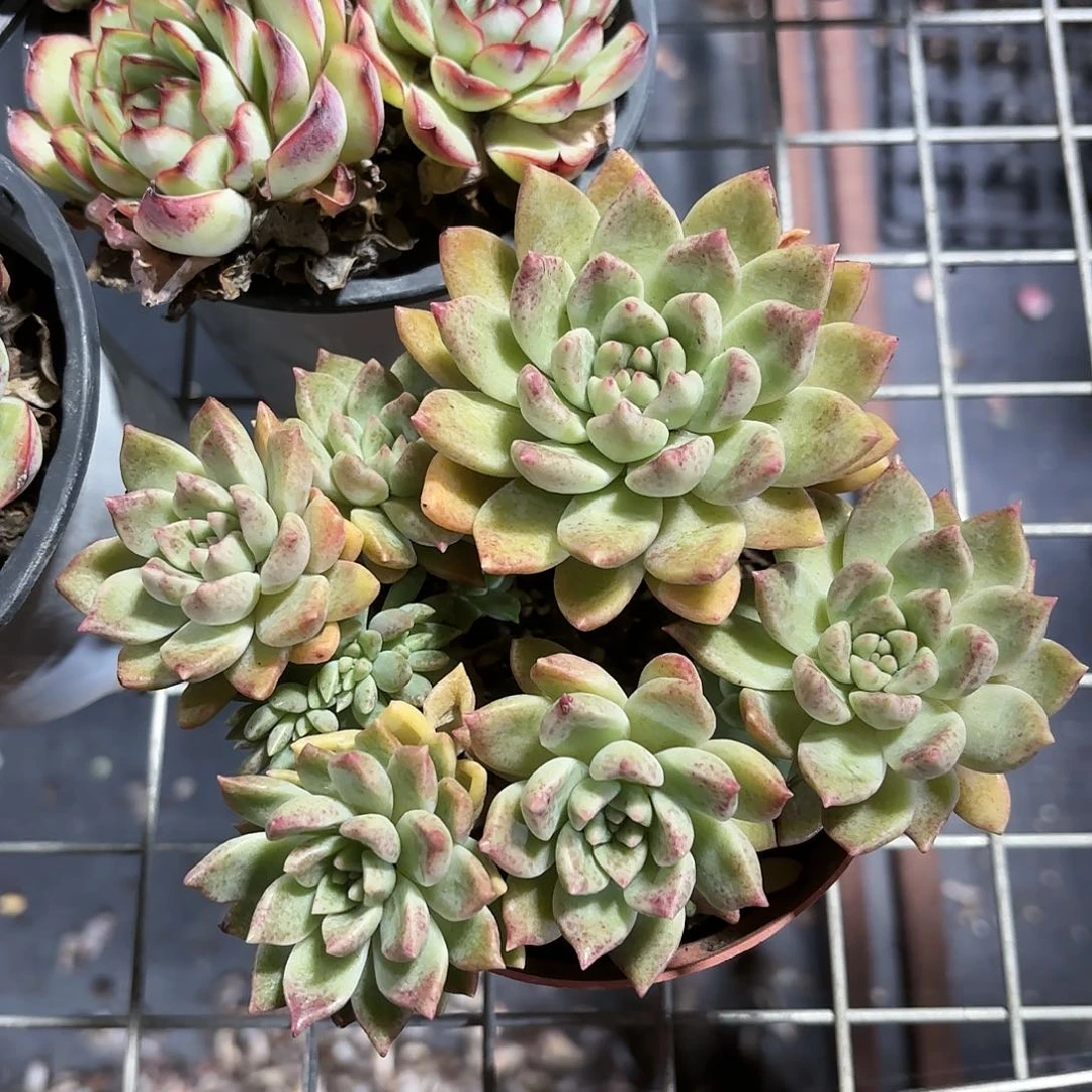璀璨多肉整群11㎝盆