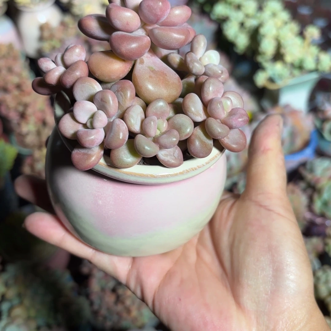 先锋派多肉粉色圆盆