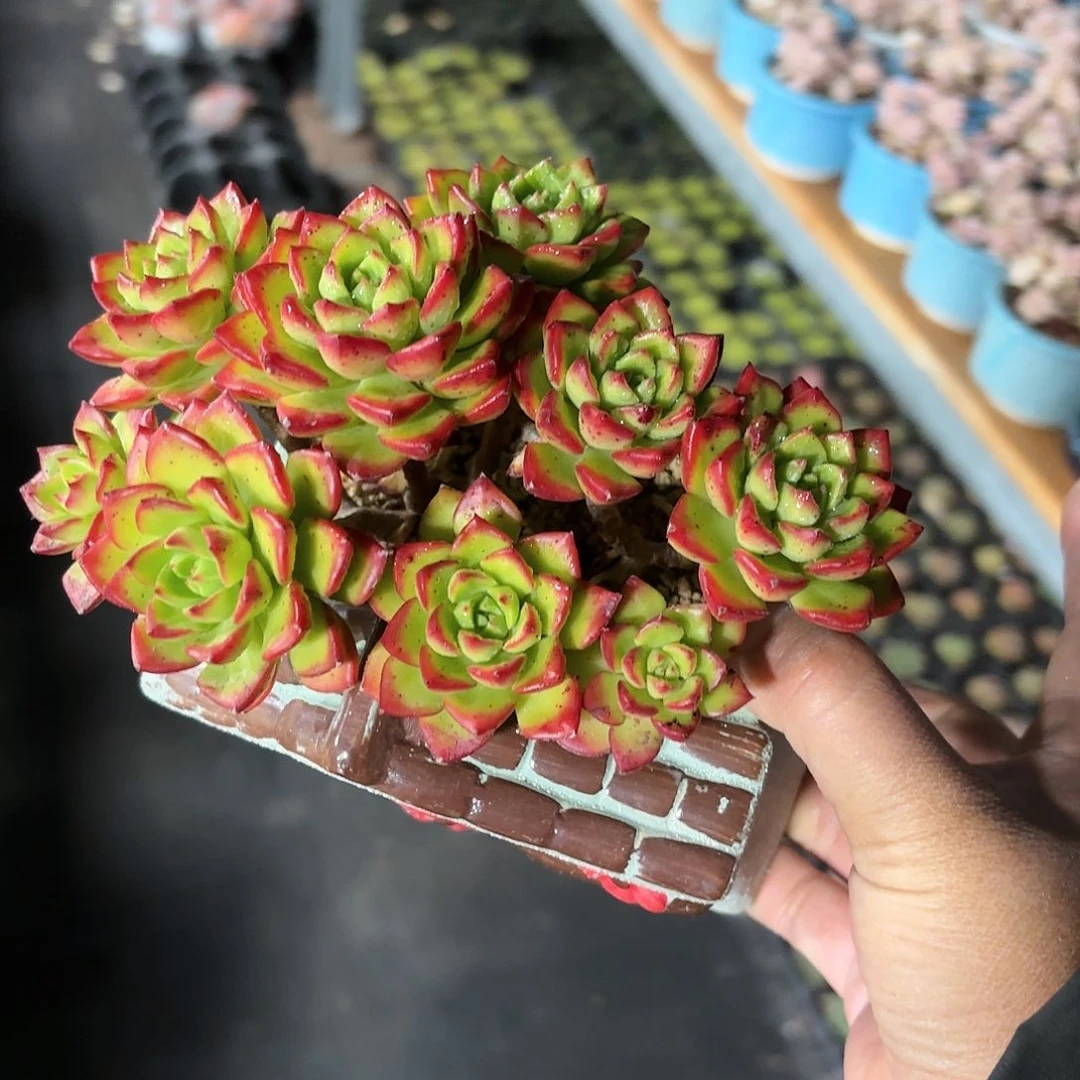 火焰蒂亚多肉房子花盆