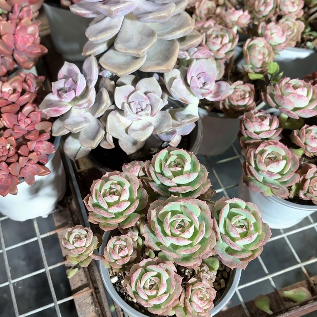 克罗地亚玫瑰➕紫乐多肉2盆一组特价