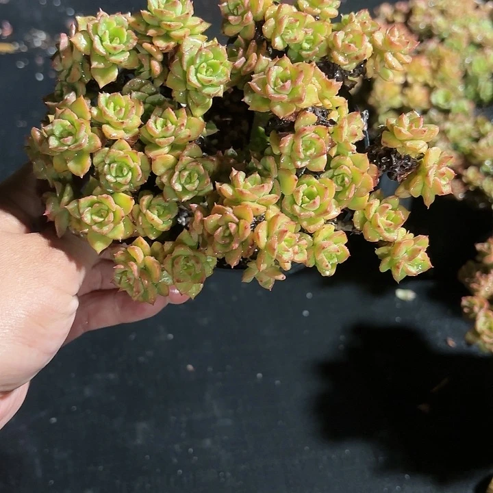 蜡牡丹多肉11㎝盆特价