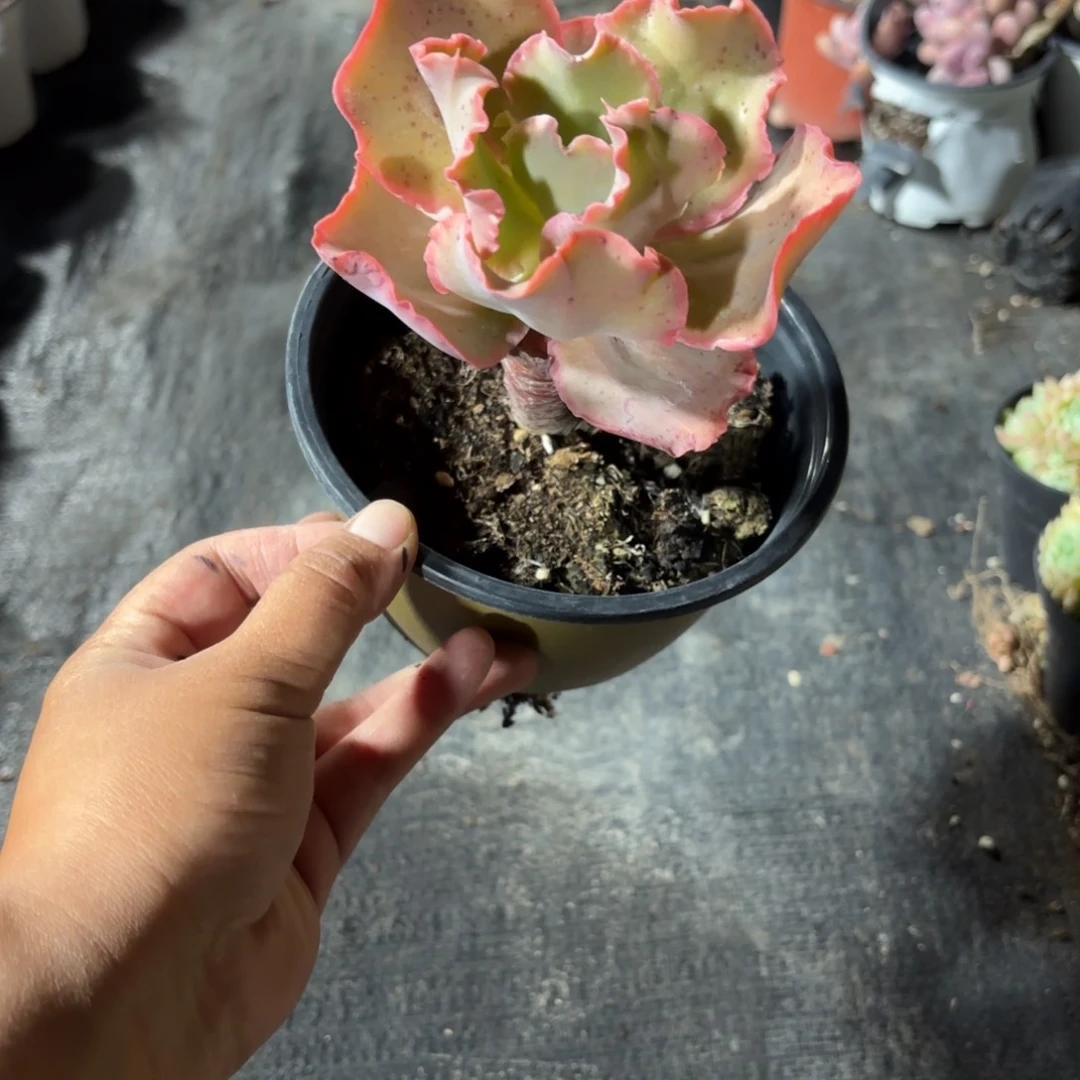 高砂之翁多肉14㎝盆特价
