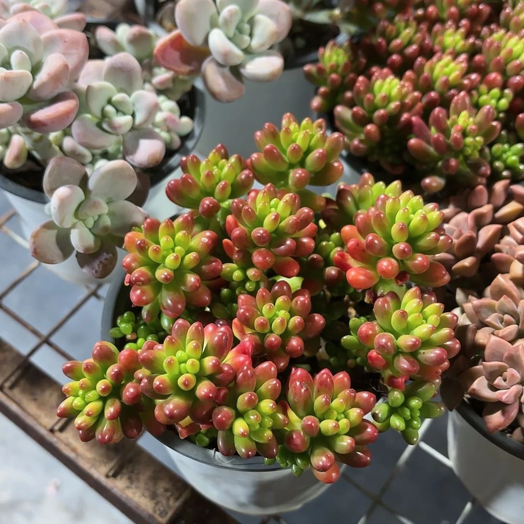 虹之玉多肉11㎝盆特价