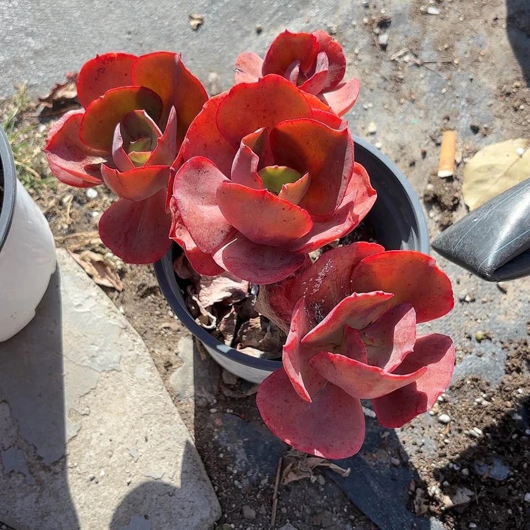 秀妍多肉整群老桩15㎝盆