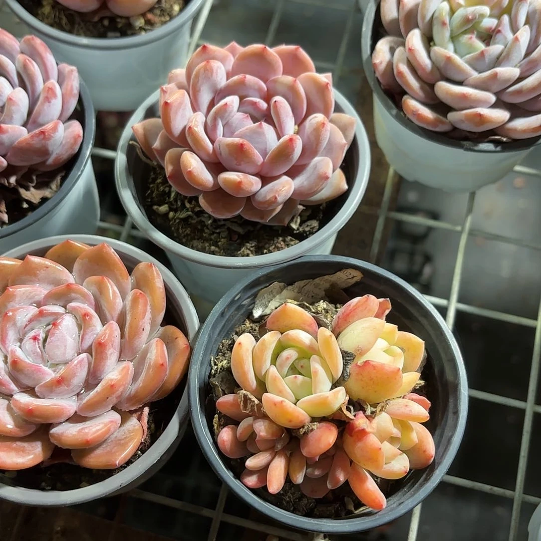 雪天使➕全明星多肉2盆一组优惠5