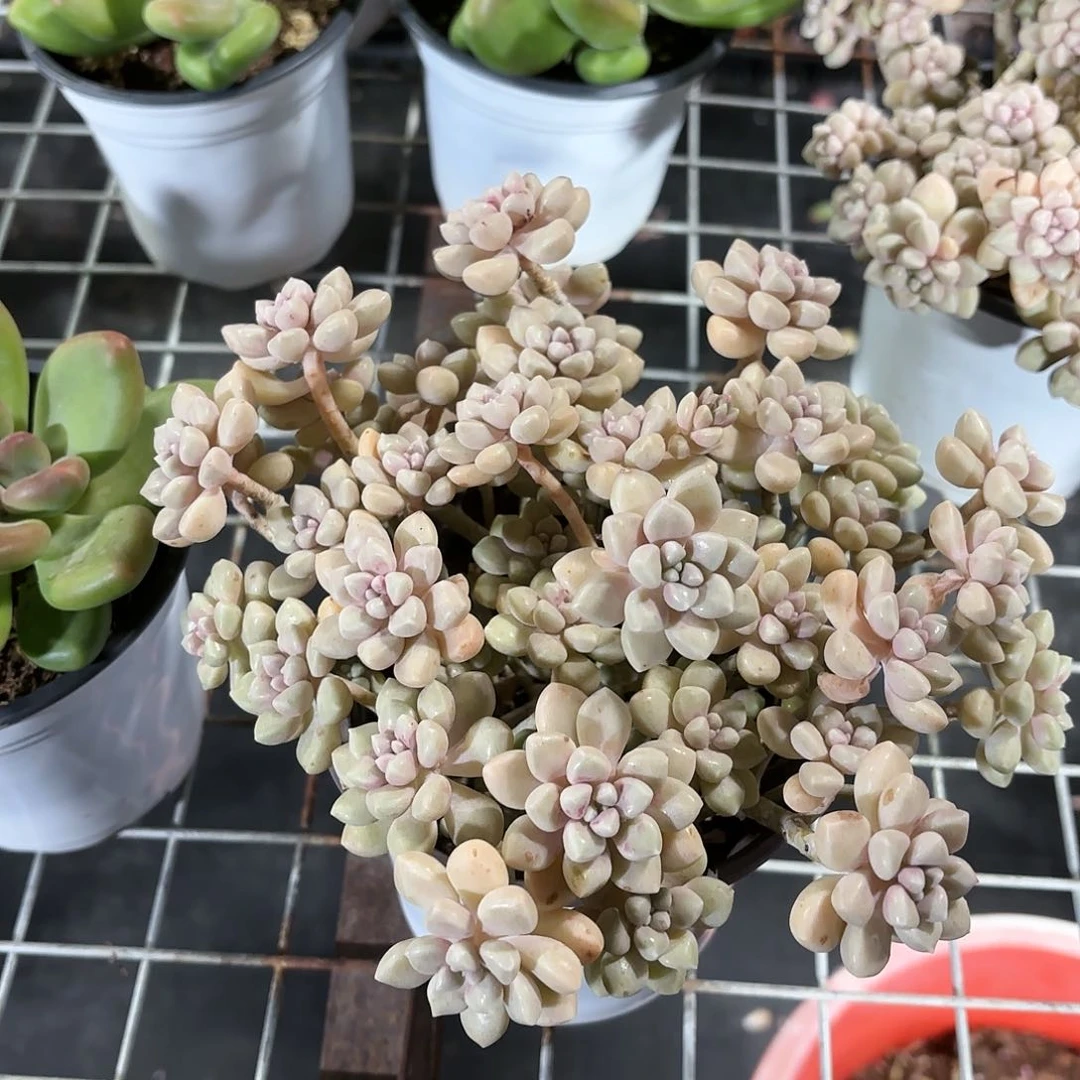 丸叶姬秋丽多肉整群12㎝盆