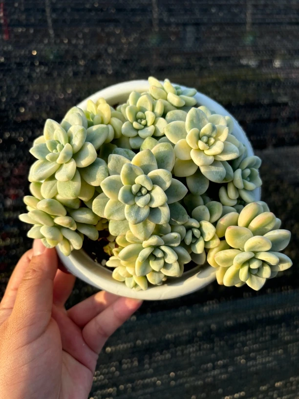 劳尔锦多肉整群15㎝盆 只发新疆一单包邮
