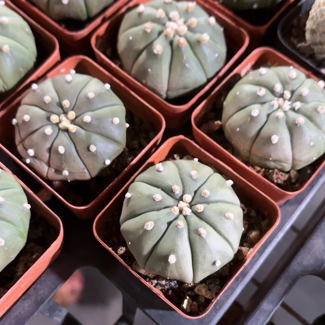 星兜仙人球5㎝盆单头