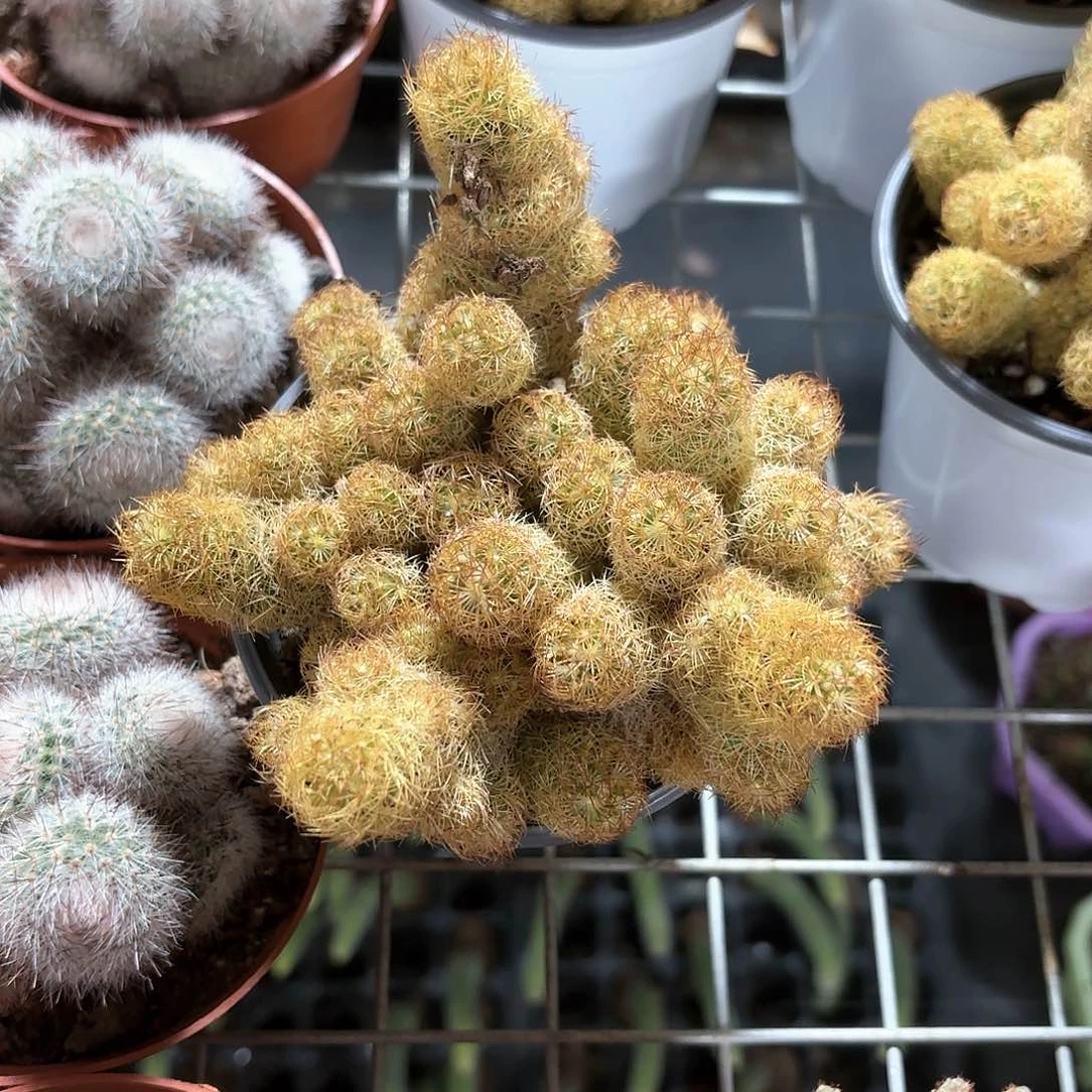金手指仙人球整群10㎝盆特价