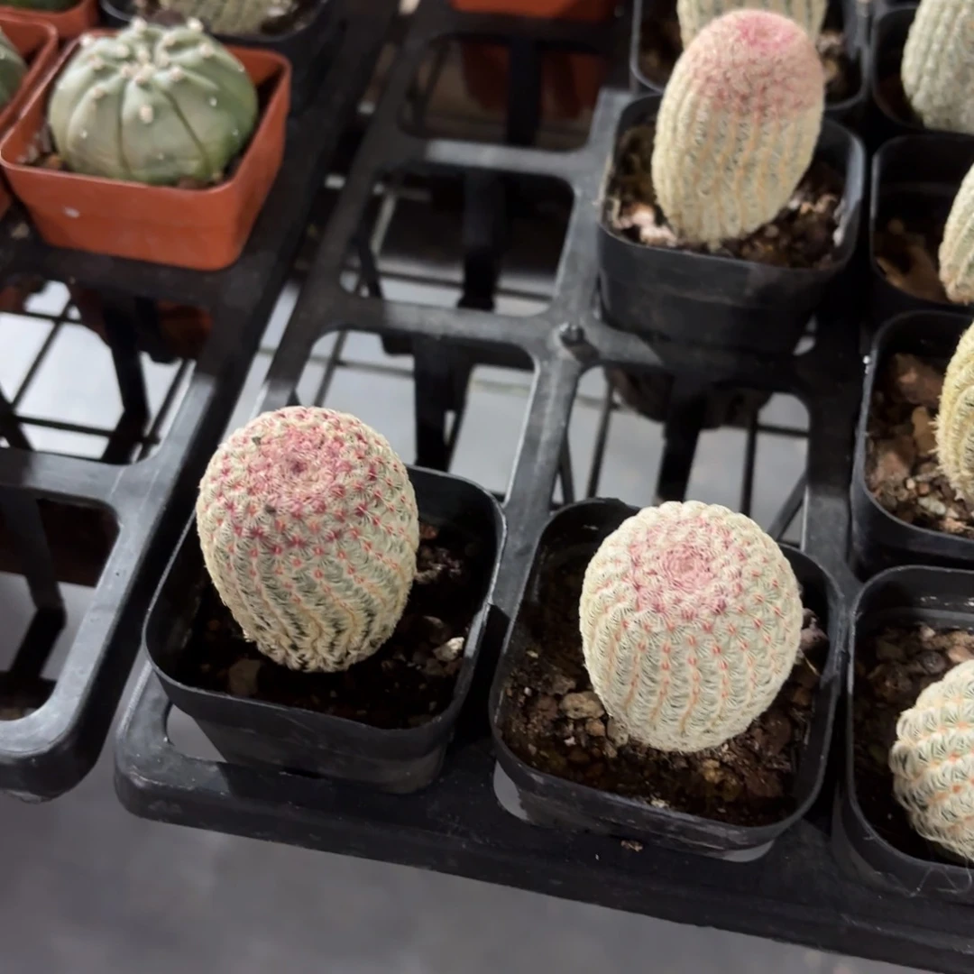 红太阳仙人球5㎝盆单头2颗一组优惠5