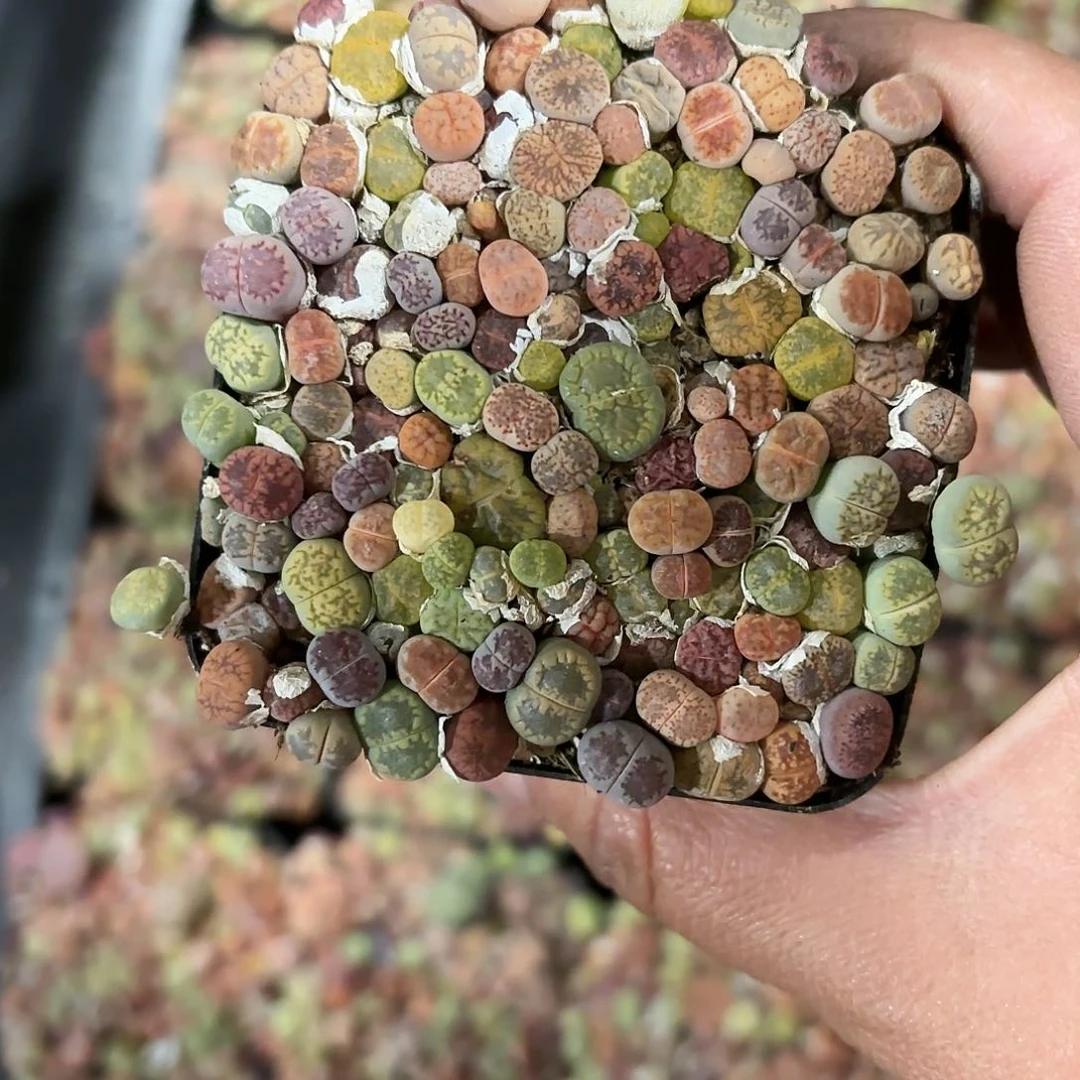 生石花多肉7㎝盆特价