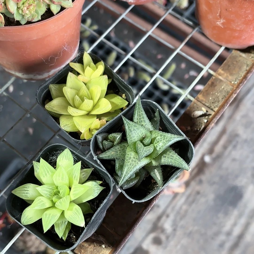 龙鳞➕水晶寿➕黄金凝脂莲3盆一组特价