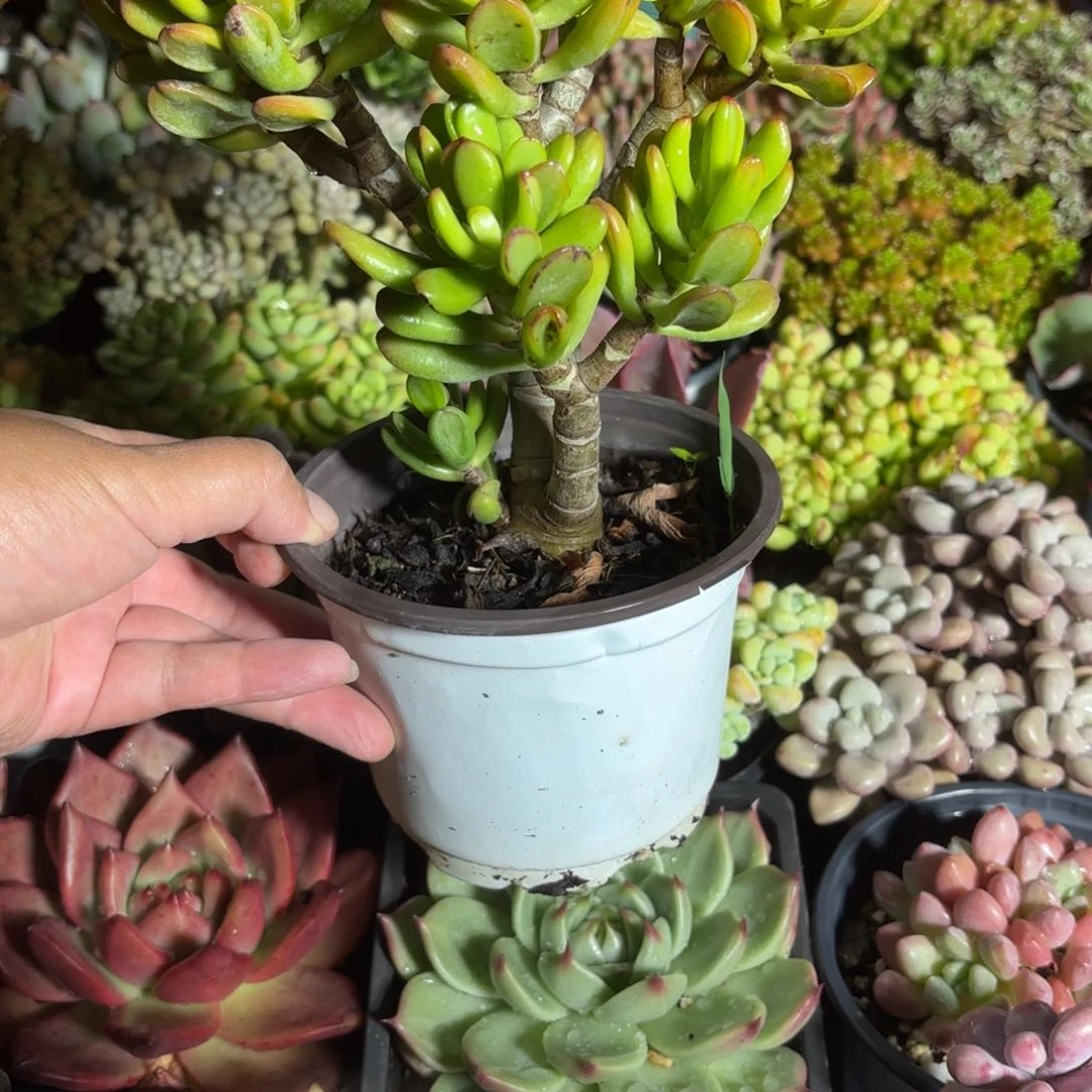 招财猫多肉控养老桩12㎝盆特价