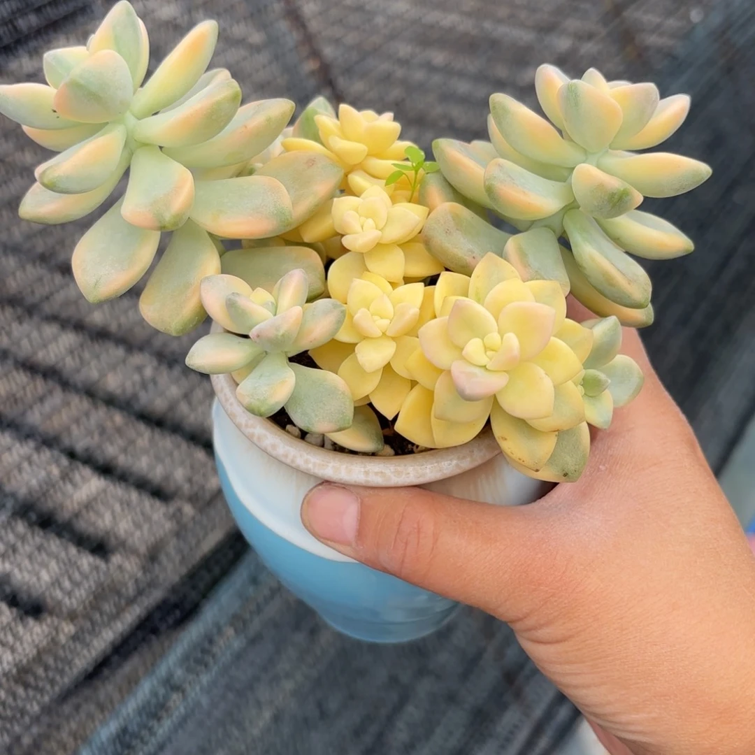美杏锦多肉整群带盆发货