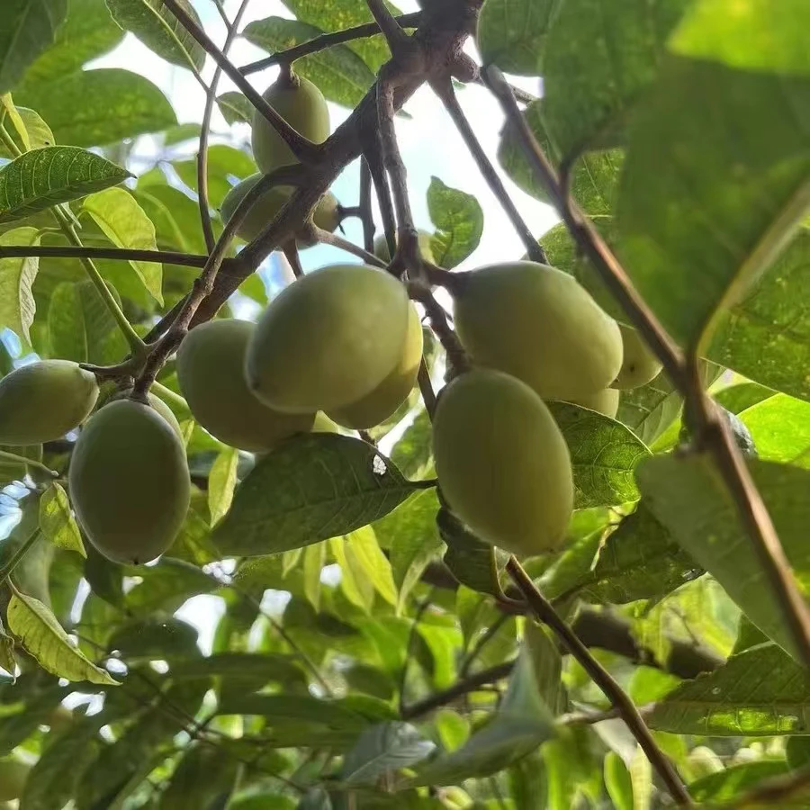 潮汕金灶小花皮灵峰橄榄