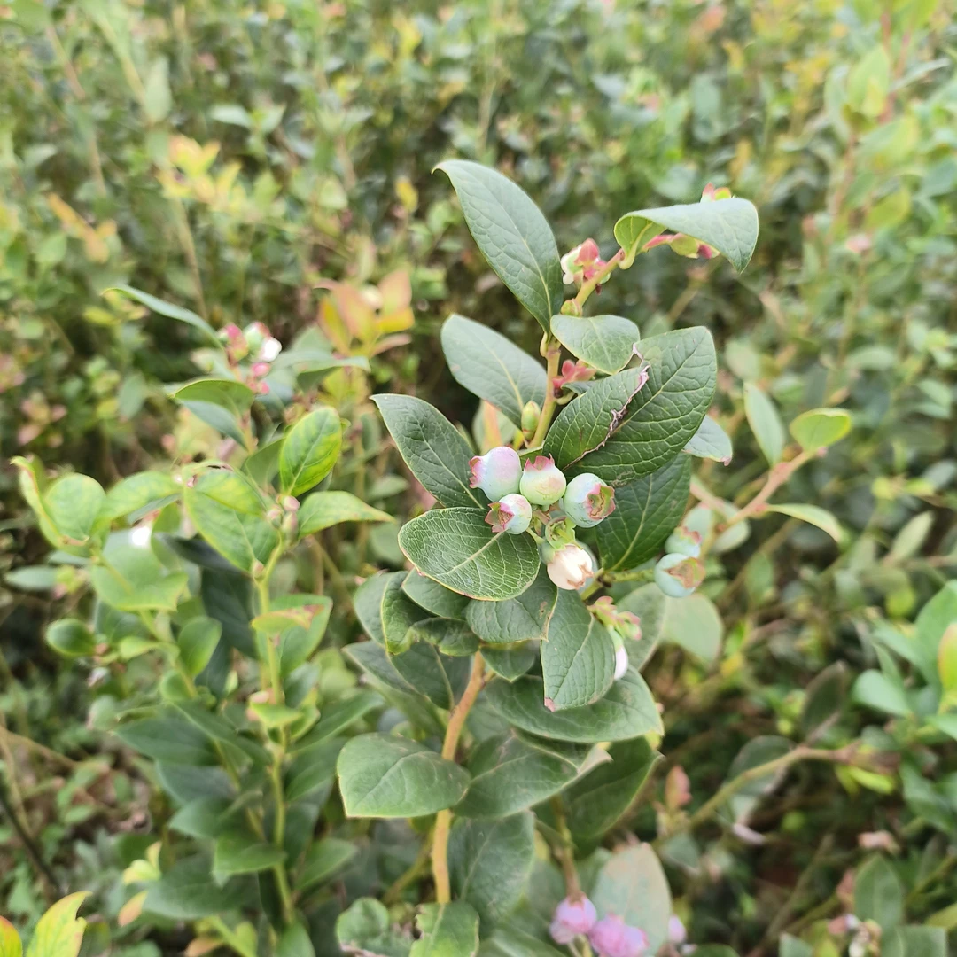 【1.3加仑盆蓝莓苗】南方北方蓝莓树苗带花带果云南发货一物一拍