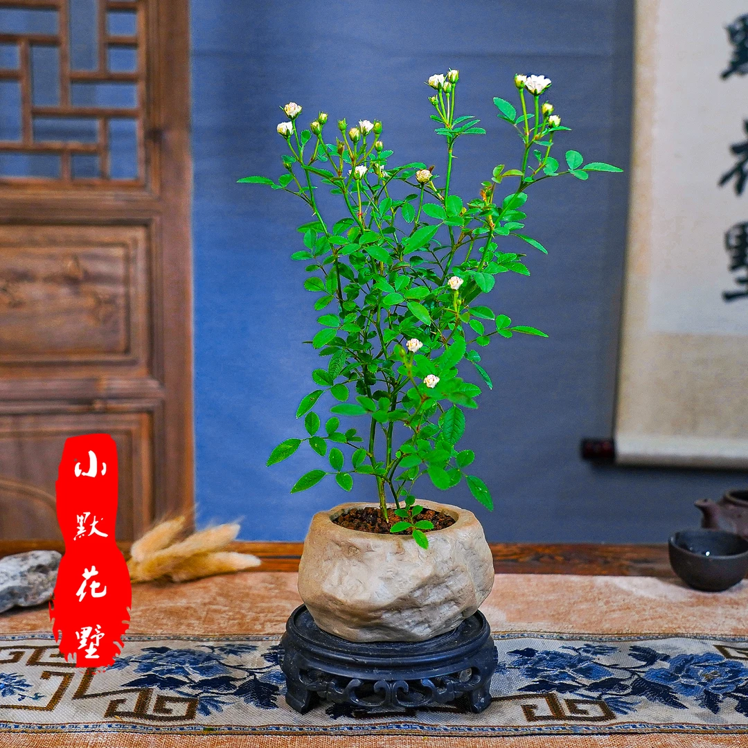 小默花墅【月季花盆景】室内盆栽客厅桌面中式小盆景四季常青微盆景