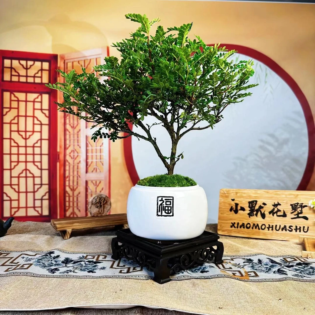 【清香胡椒木盆景】庭院客厅桌面室内四季常青微盆景观叶植物