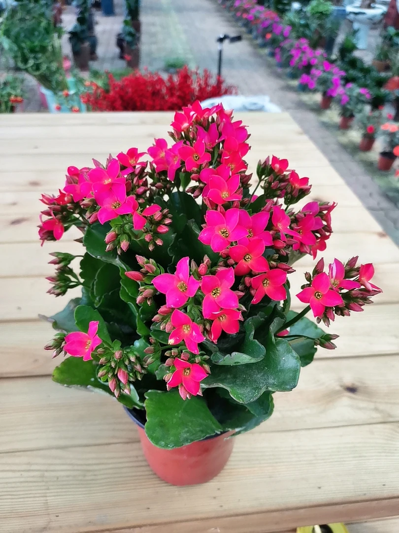 北方基地产优质老桩长寿，花期长，颜色正，容易再次出花