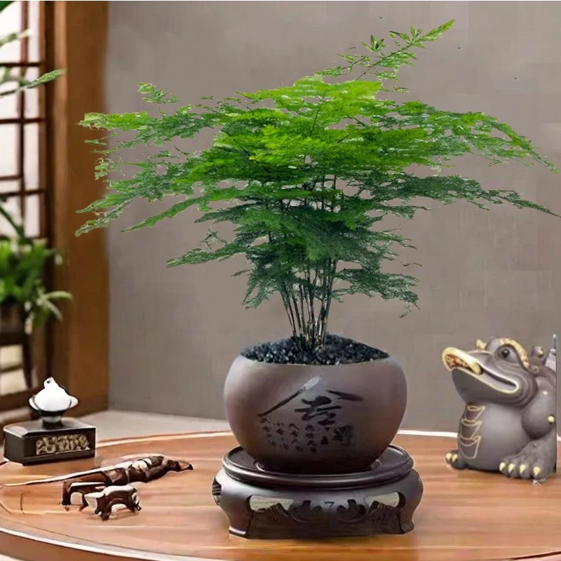 造型文竹盆栽植物室内净化空气办公室绿植盆景实物苗木土壤退换