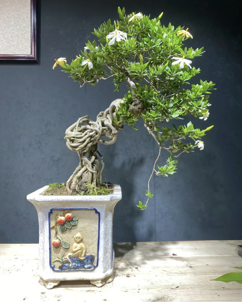 高山栀子花茶台造景