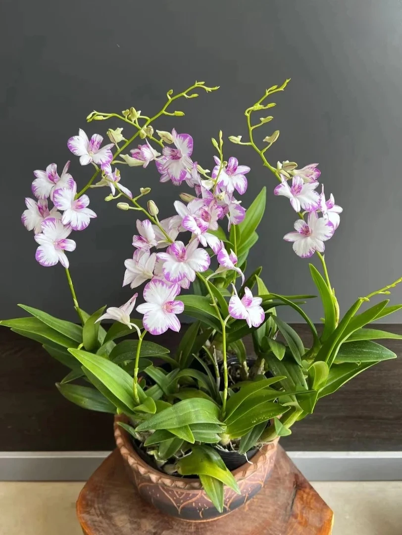 白泼墨石斛兰花单花剑双花剑盆栽开花机器（四季开花）