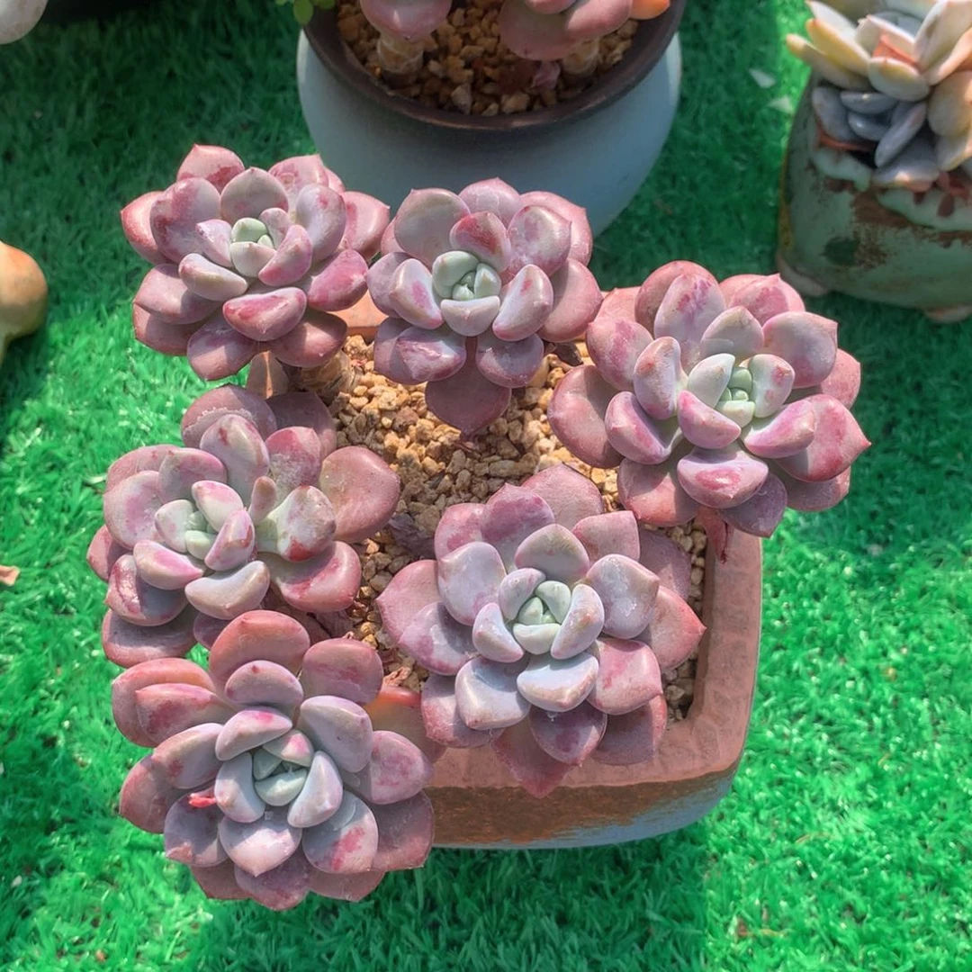 花斑露老桩无砍一物一拍