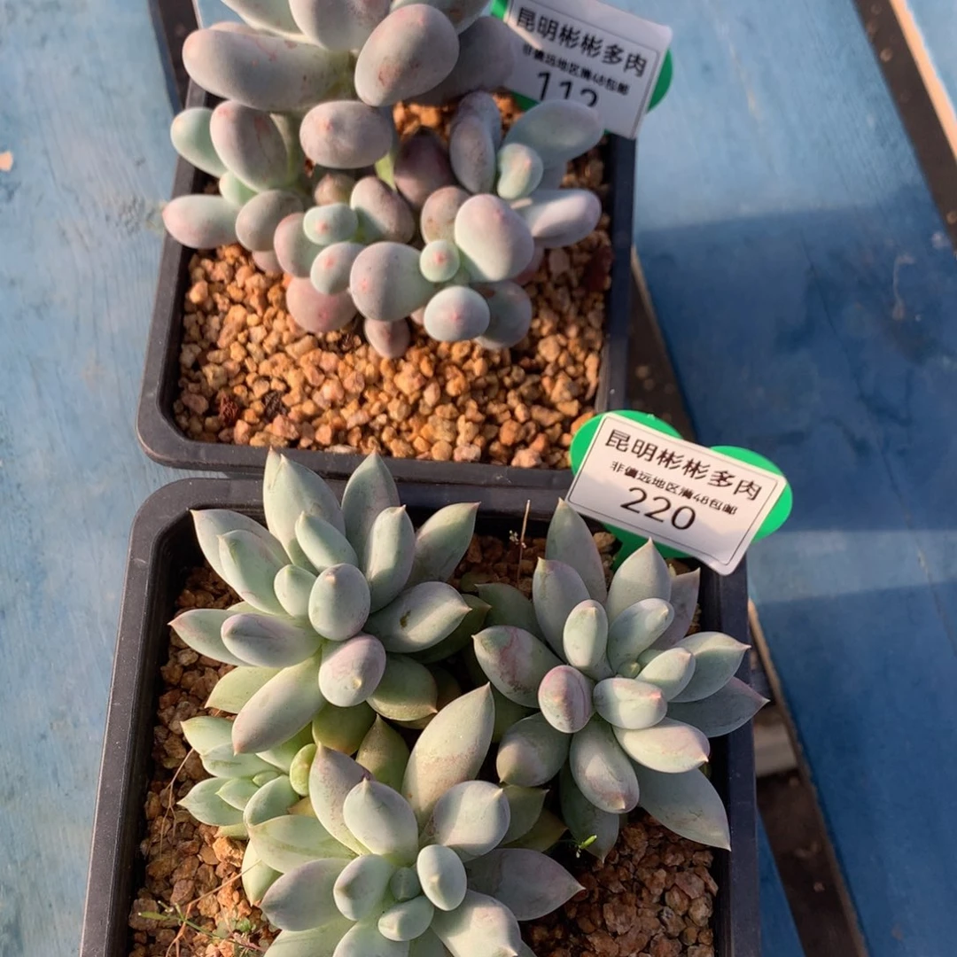 米可奶酪天使一物一拍112-220