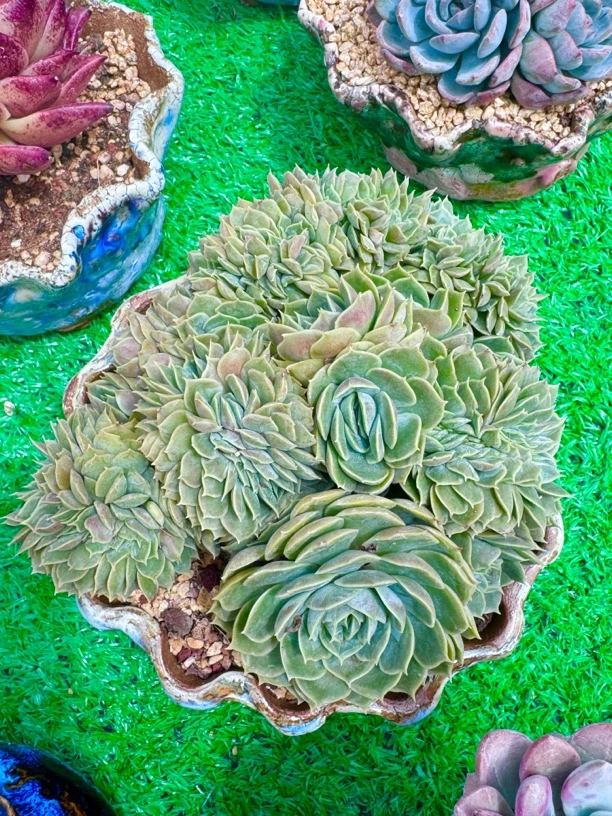 昂斯诺缀化老桩一物一拍