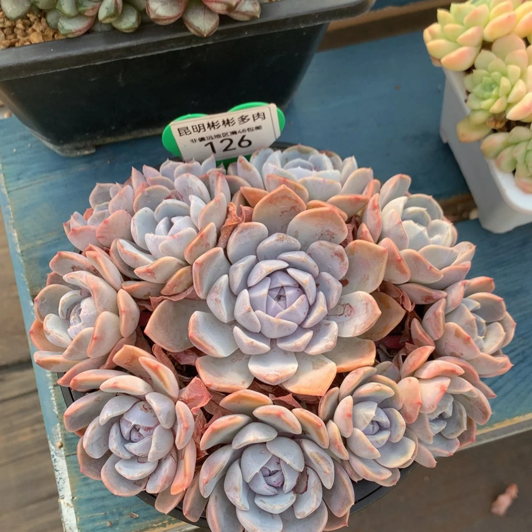 汉堡无砍一物一拍