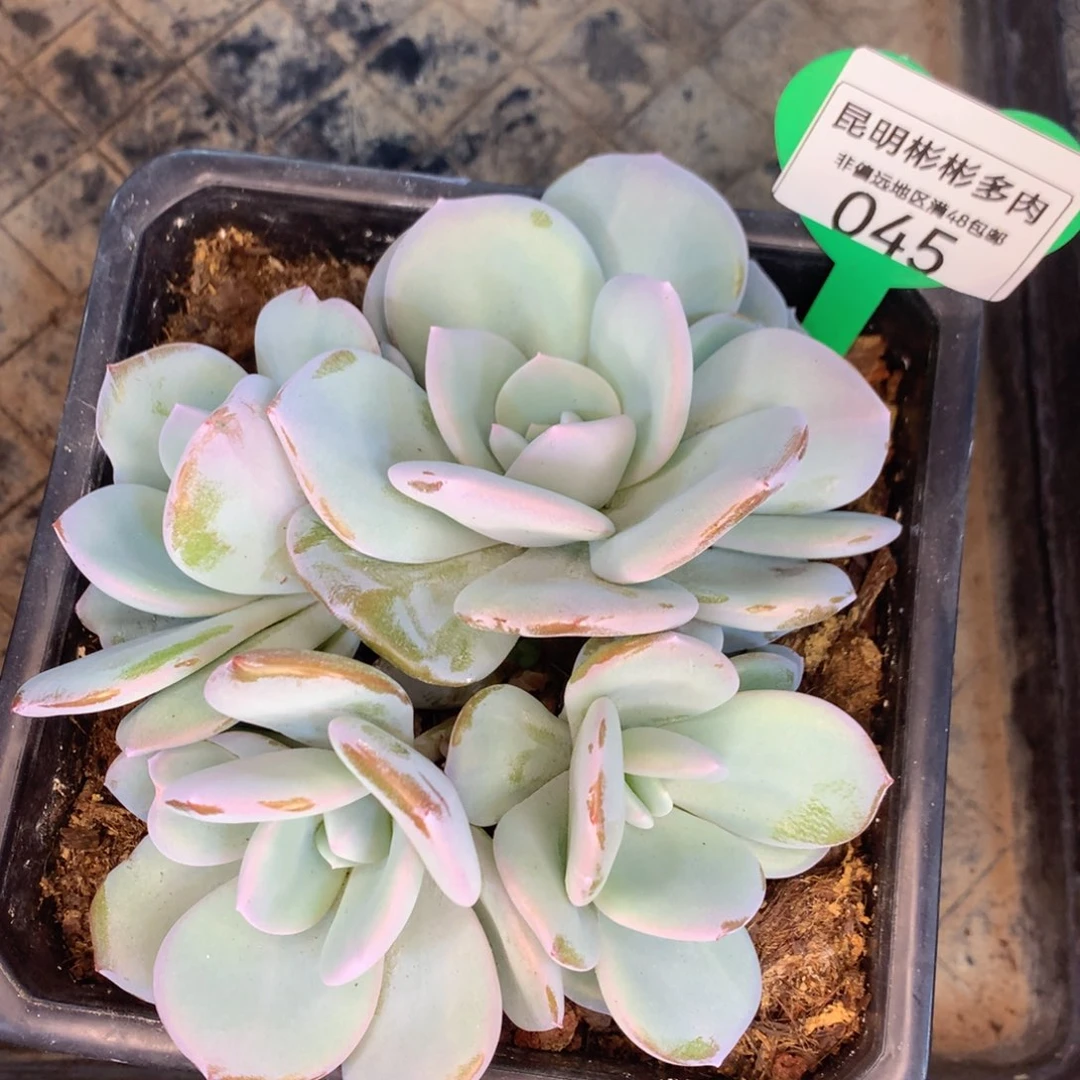 奶茶老桩一物一拍045