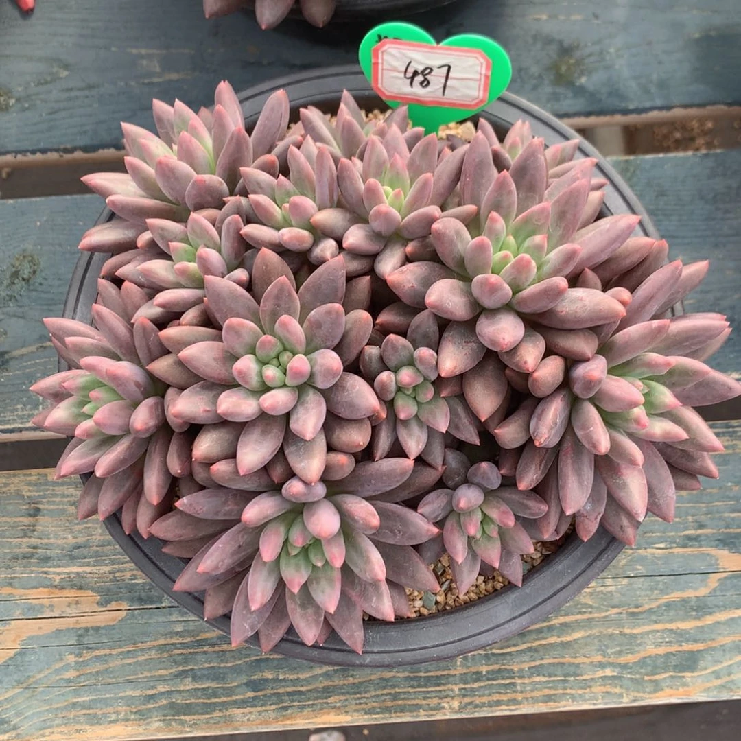 红蜻蜓老桩无砍487