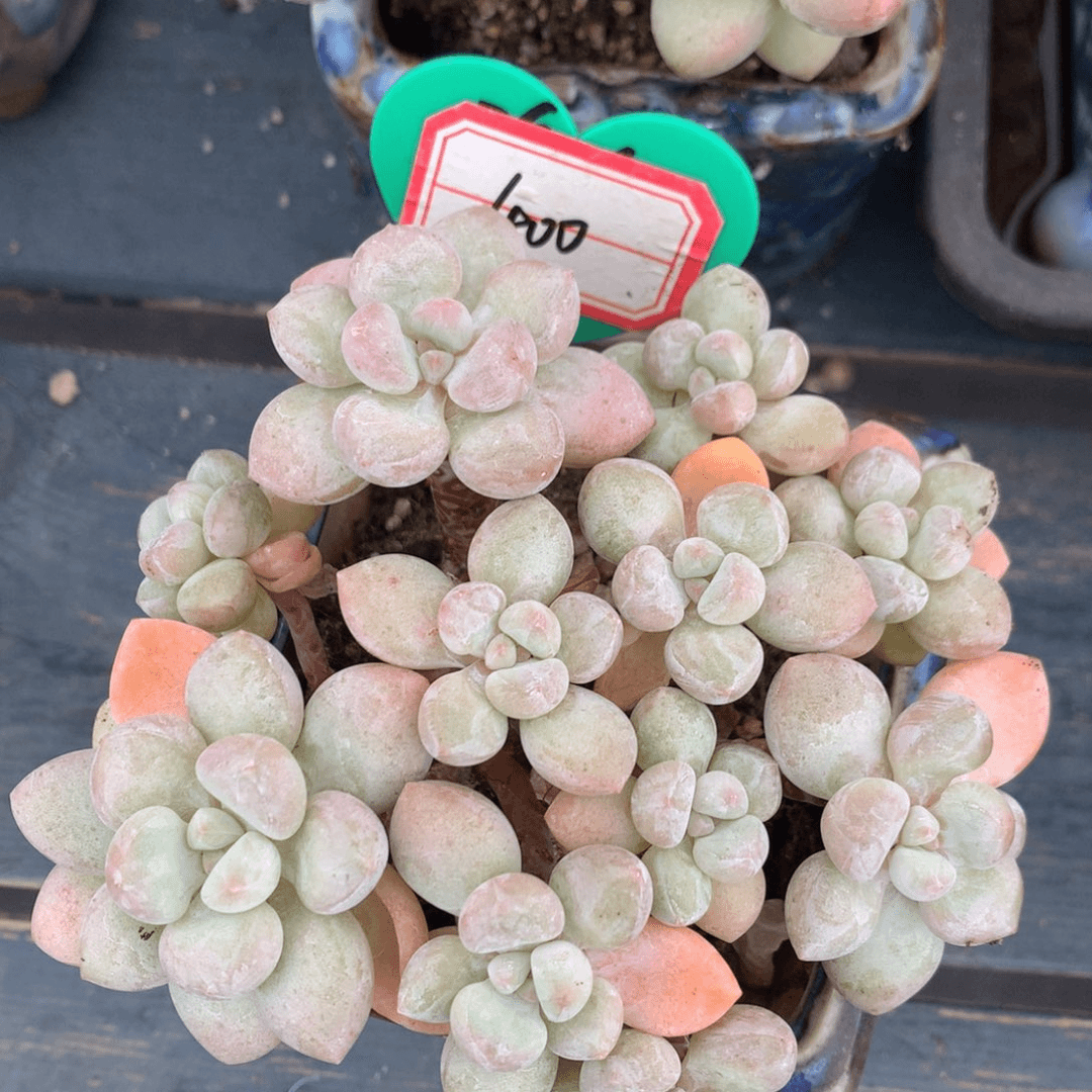 泡泡糖老桩无砍400寄养
